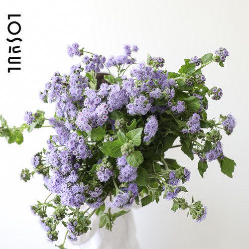 藿香菊鲜切小众野奢鲜花
