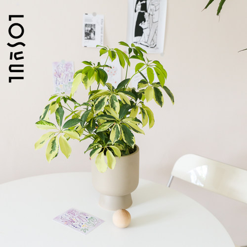 白锦鸭脚木室内盆栽小众北欧