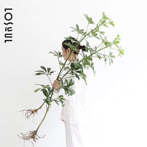 鸭脚木水培带根桌面室内侘寂风