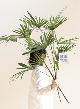 水培棕竹无根水养ins风观叶四季