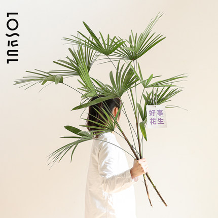 水培金山棕竹绿植观音竹水养植物观叶鲜切好养活咖啡厅室内枝条