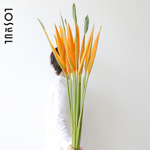 黄金鸟鲜切黄金鹤望兰鲜花小众鲜切 ins风植物室内装饰氛围感花