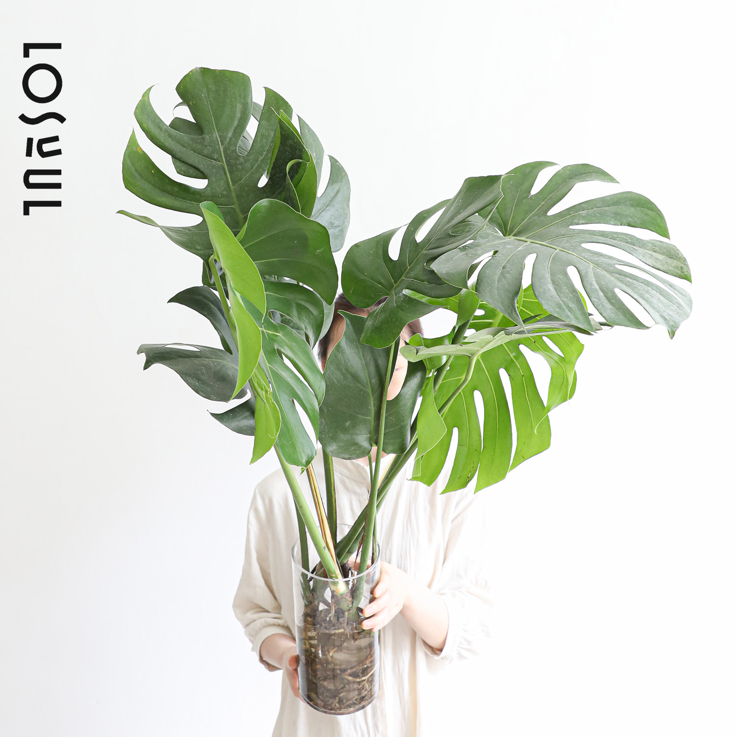 老桩带根龟背竹水培大叶花材