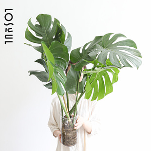 精品龟背竹老桩带根水培特级大叶室内办公室桌面插花植好养活顺丰