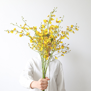 文心兰鲜切花跳舞兰鲜花小众ins金蝶兰一周一花水养家庭花艺装饰