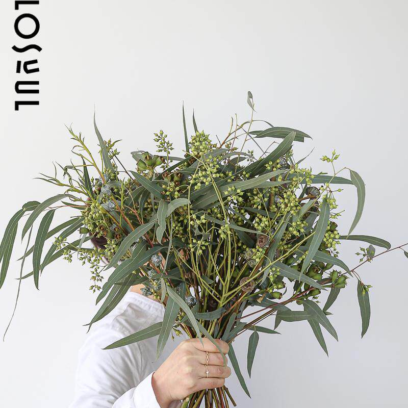 尤加利叶桉树果花束一周一花生活鲜花野奢插花可做干花摆件高级感