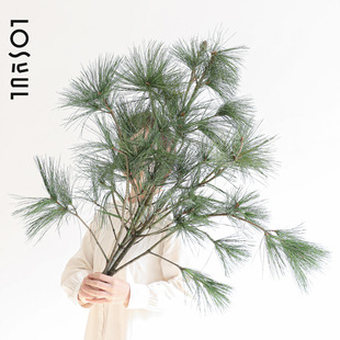 北美乔松白松鲜切枝条松枝美国五针松小众野奢水培绿植金松平替