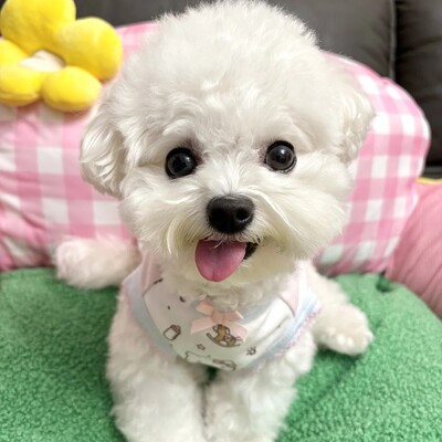 法国比熊犬小型犬茶杯犬活体宠物