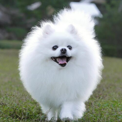 活物俊介犬长不大小型犬宠物狗狗