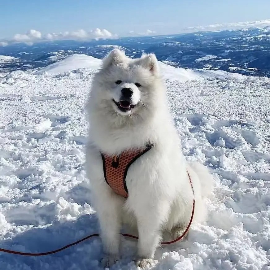 雪橇犬活体家养宠物狗纯种萨摩耶