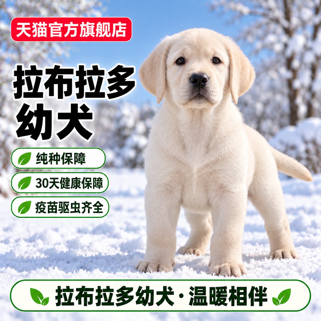 短毛黄色活泼真狗中大型活体犬