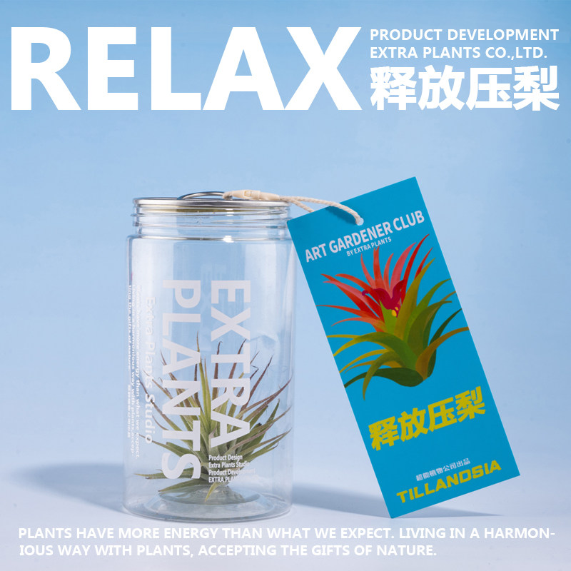 超能植物易拉罐空气凤梨喜欢梨压空气凤梨/积水凤梨