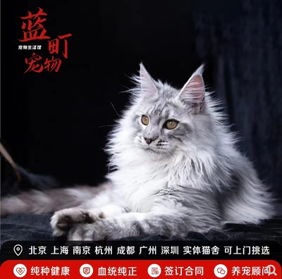 北京纯种缅因猫幼猫活体宠物猫银虎斑俄罗斯缅因猫西伯利亚森林猫