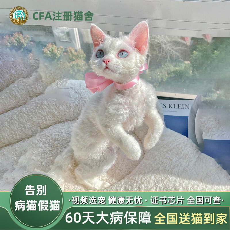 赛级纯种德文卷毛猫幼猫活体宠物幼崽高智商不掉毛北京猫舍可上门