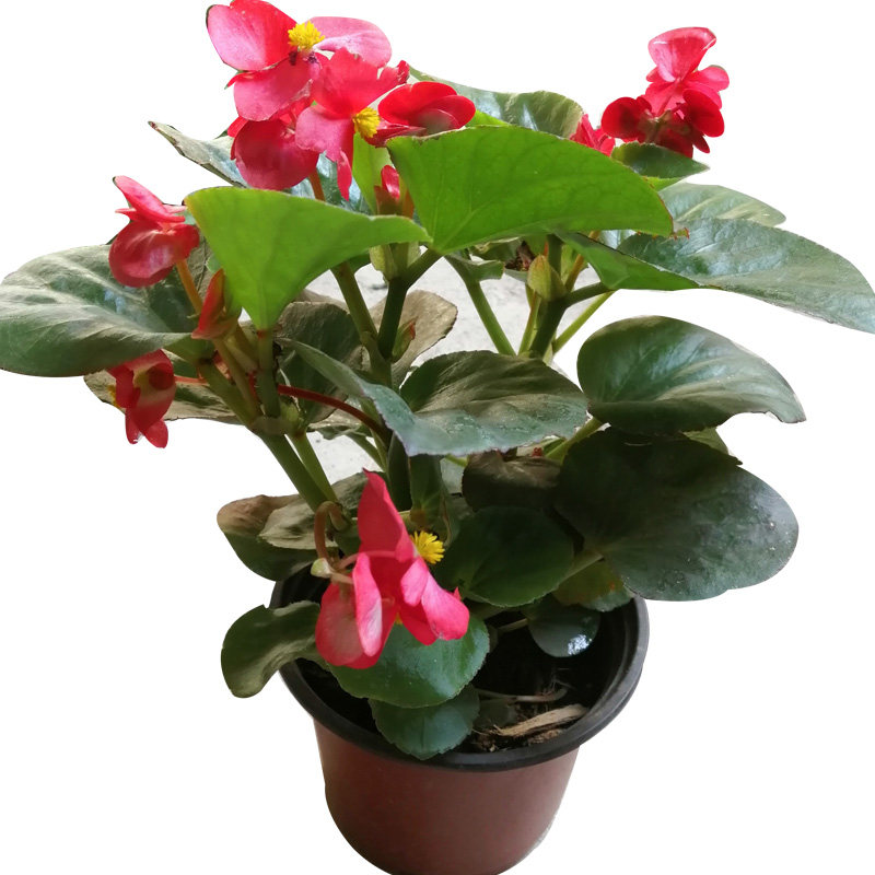 景观大叶秋海棠非常容易大花地栽美观阳台草本p花卉四季玻璃翠庭