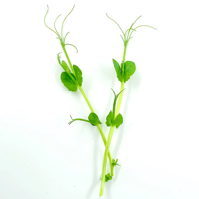 新鲜豌豆苗 璇蔓豆苗50g食用芽苗菜酒店西餐冷艺摆盘装饰日料点