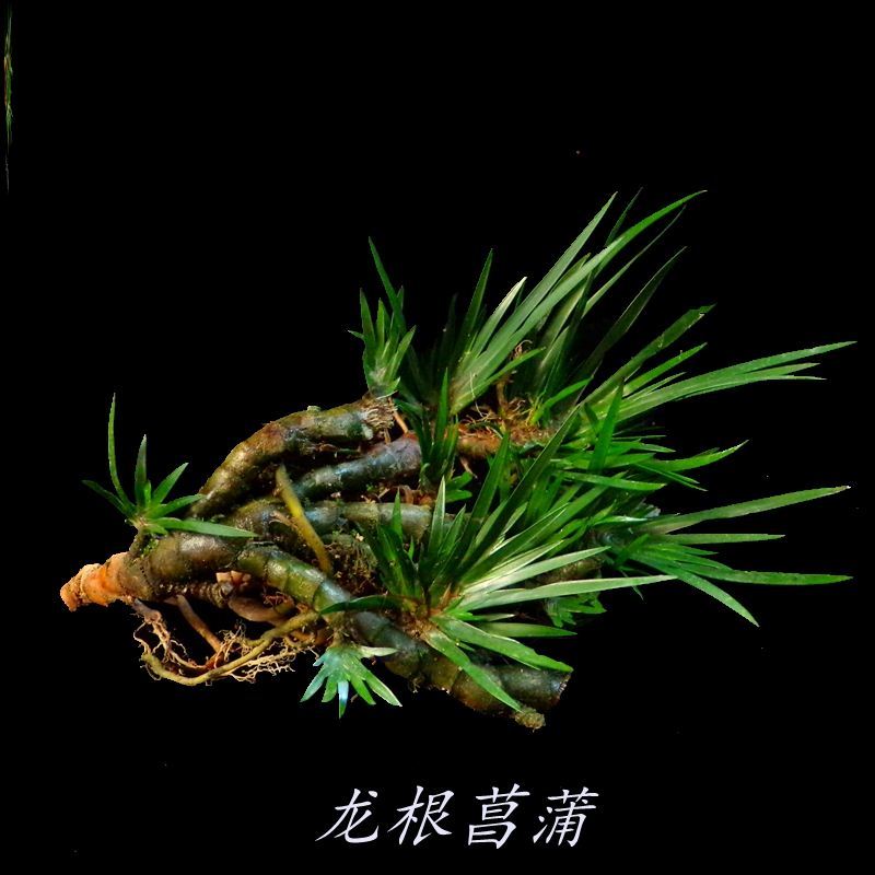 新品吸水石菖蒲水培绿植龙根菖蒲草C配石微盆景吸甲醛办公桌植物