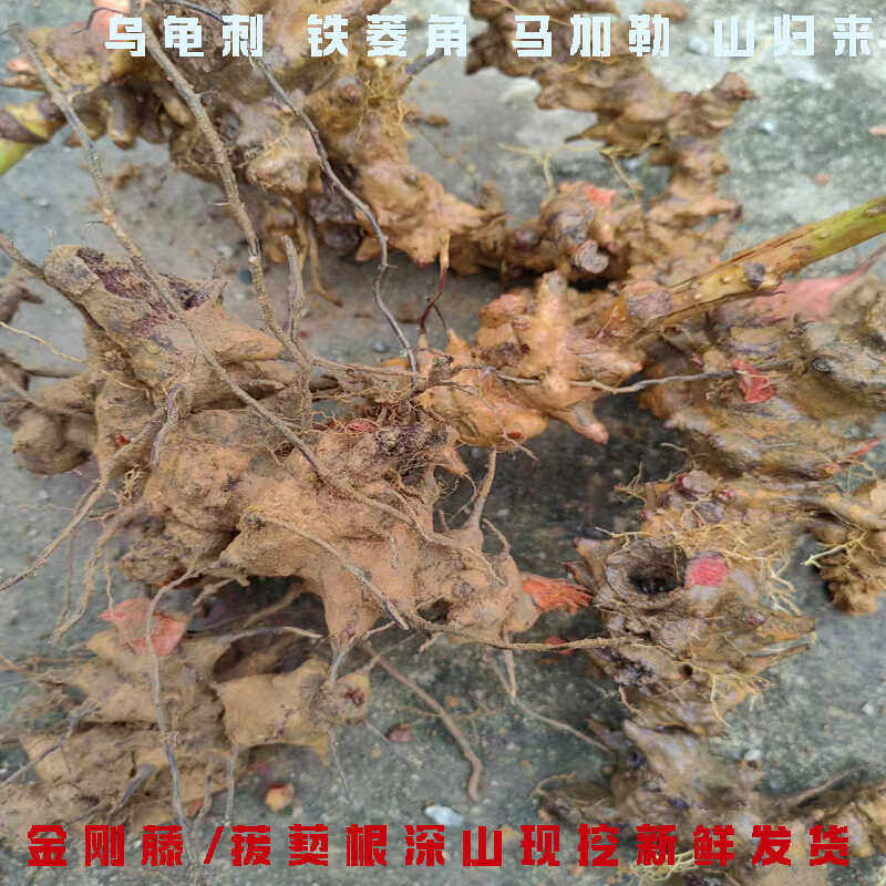 野生新鲜菝葜根金刚藤刺根铁菱角马甲头马加勒山归来祛湿中药材