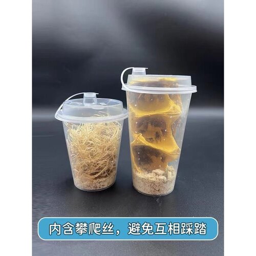 蛐蛐蟋蟀活体油葫芦饲料1-2厘米8元30只18元220只28元400只包邮