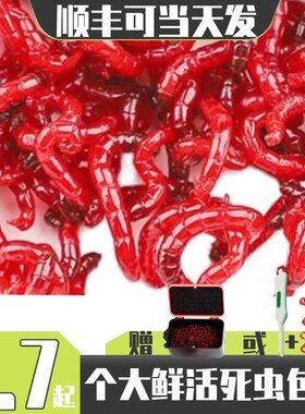 红虫鲜活活饵特大号公红虫鱼食喂鱼饵拉饵鲫鱼母虫饵料钓鱼鱼饵