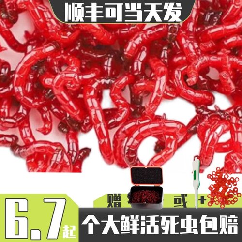 红虫鲜活活饵特大号公红虫鱼食喂鱼饵拉饵鲫鱼母虫饵料钓鱼鱼饵