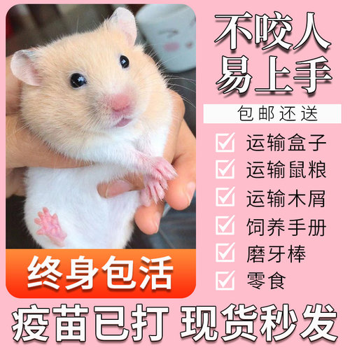 小仓鼠活物已打疫苗活体一对情侣送笼子三线银狐长毛金丝熊小宠物
