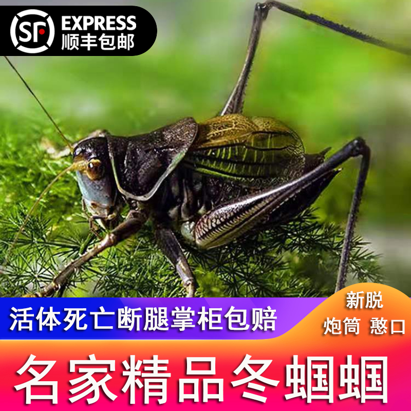 蝈蝈活鸣虫油葫芦新脱炮筒精品大黄蛉竹蛉电报蛉昆虫爬宠家养宠物