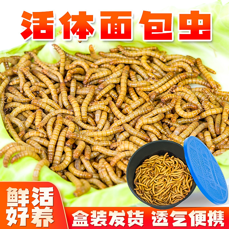 面包虫活虫黄粉虫鲜活体喂鸟乌龟仓鼠龙鱼食饵料守宫蜥蜴饲料包邮