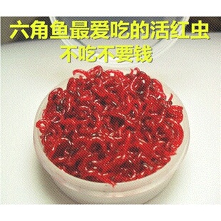 活体红虫六角恐龙饲料红血虫小公虫乌龟鳄龟龙鱼活体饲料肉食鱼粮