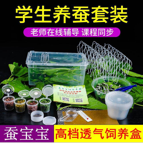 蚕宝宝活物学生养蚕套装蚕卵蚕种幼蚕春蚕儿童1龄2龄小蚕送桑叶