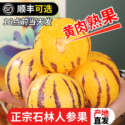 云南石林人参果新鲜树上熟特大果