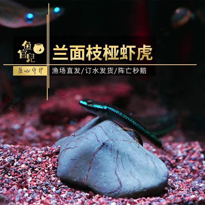 速发虾猫恐虎蓝面电光虾虎裕红枝桠火焰熊虎红腰白帆虾龙韧