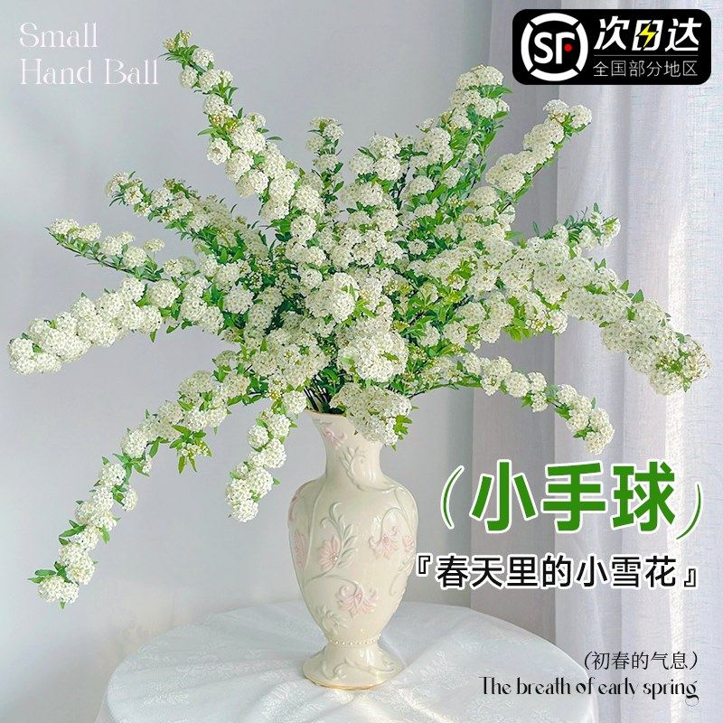 速发重瓣小手水鲜切花绣线菊带花苞基花球培花束花卉云南插地直发
