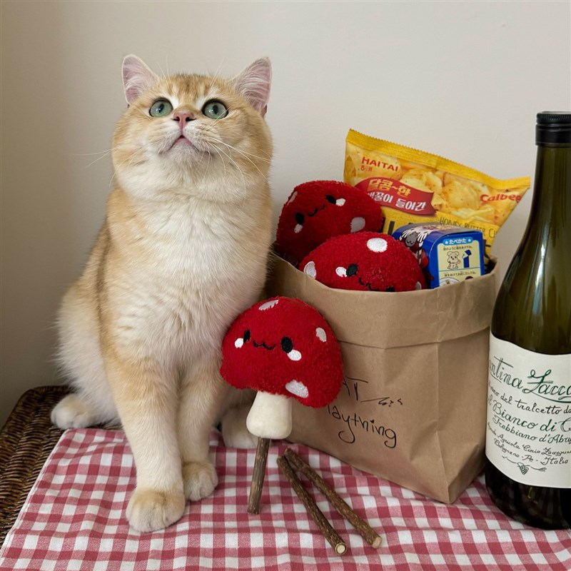 速发猫咪玩具磨牙逗猫棒金渐层幼猫玩耍耐咬自嗨小猫毛绒蘑菇