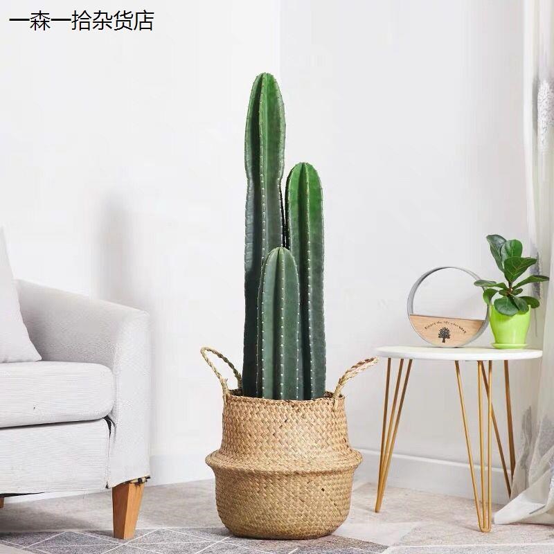 现货仙人掌盆栽大号量天尺柱多肉植物网红北欧风中大型客厅办室内