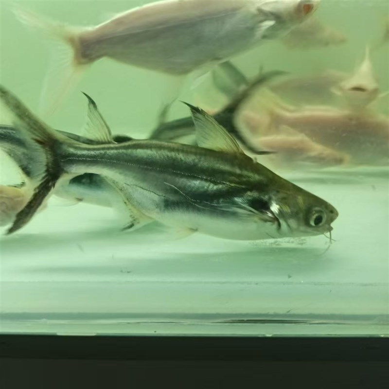 速发劳伦迪热带观族鱼大型鱼淡鱼水水赏鱼白化蓝鲨鱼