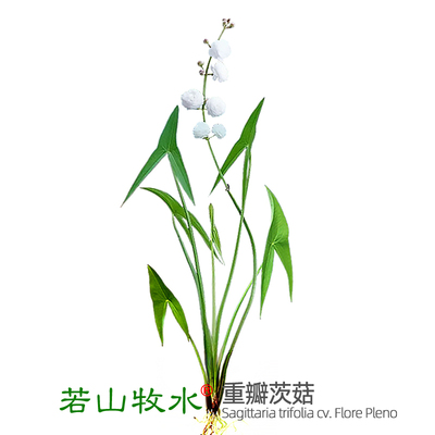 现货重瓣茨菇燕尾慈姑苗茨菰种球花水草水培古法水陆造景庭院观赏