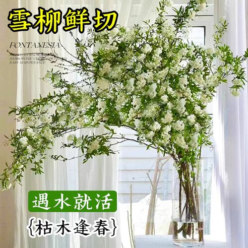 现货雪柳鲜花鲜枝水养干支水培鲜切花束插花卉干枝室内枯木逢春绿