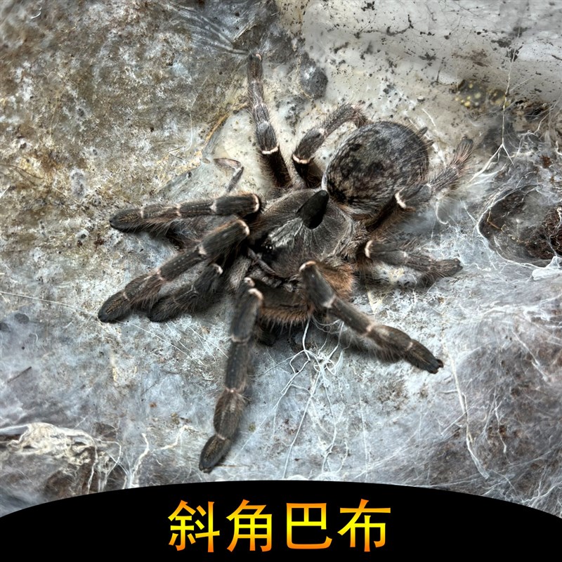 现货斜角巴布宠物蜘蛛活体凶猛