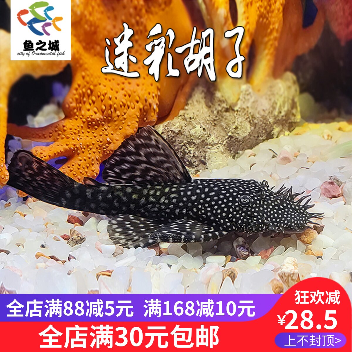 速发清道夫清道道迷彩胡清清道夫异形子夫夫热带鱼清道夫