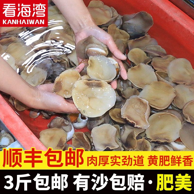 沙螺新鲜大野生香螺猫眼螺肚脐螺扁玉螺海鲜水产贝类鲜活沙罗