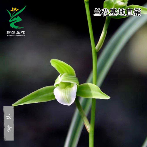 翁源兰花老种寒兰云素心好养花卉