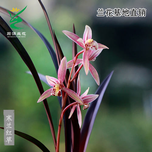 翁源兰花正品寒兰红草带花浓香彩素好养室内茶台桌面高级花卉盆栽 - 封面