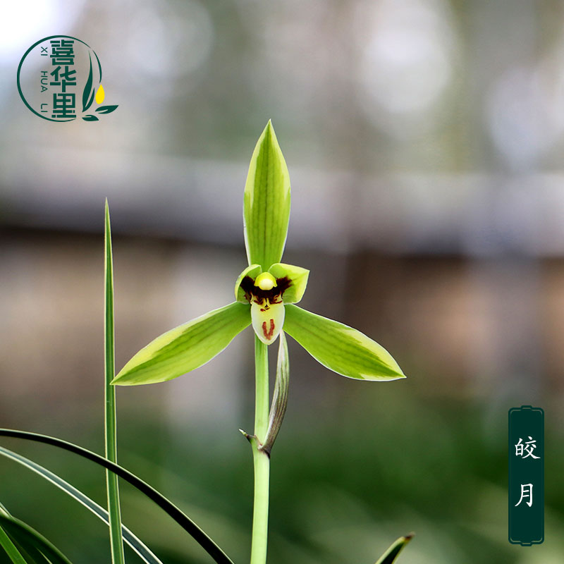 春兰矮种金边皎月浓香型好养绿植