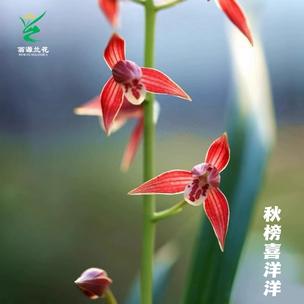 高端老种墨兰秋榜喜洋洋红花带花