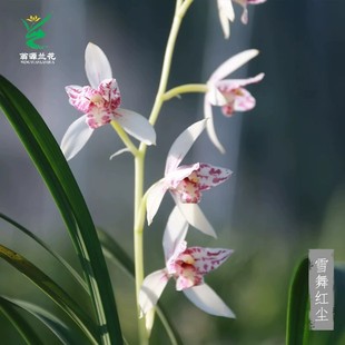 翁源兰花喜花里建兰雪舞红尘开花浓香型精品好养室内花卉绿植盆栽