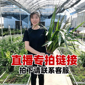 墨兰蕙兰春兰四季 翁源兰花苗 直播专拍 建兰大花蕙兰浓香好养型