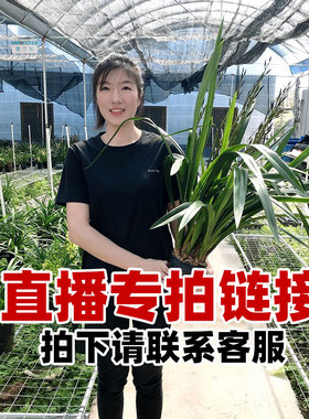 翁源兰花苗【直播专拍】墨兰蕙兰春兰四季建兰大花蕙兰浓香好养型