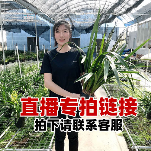 翁源兰花苗【直播专拍】墨兰蕙兰春兰四季建兰大花蕙兰浓香好养型