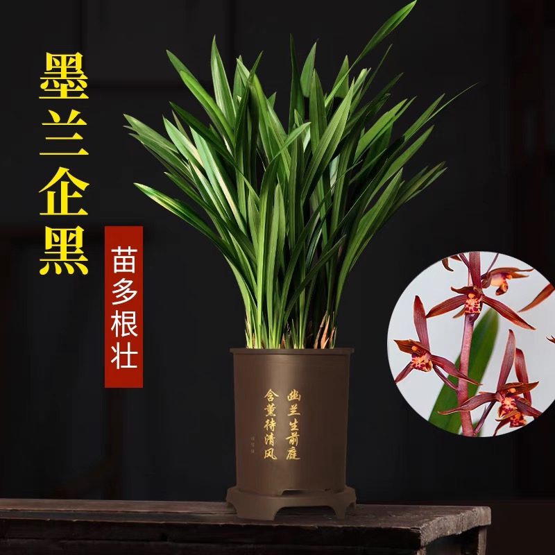 翁源兰花苗墨兰大花带盆栽好发